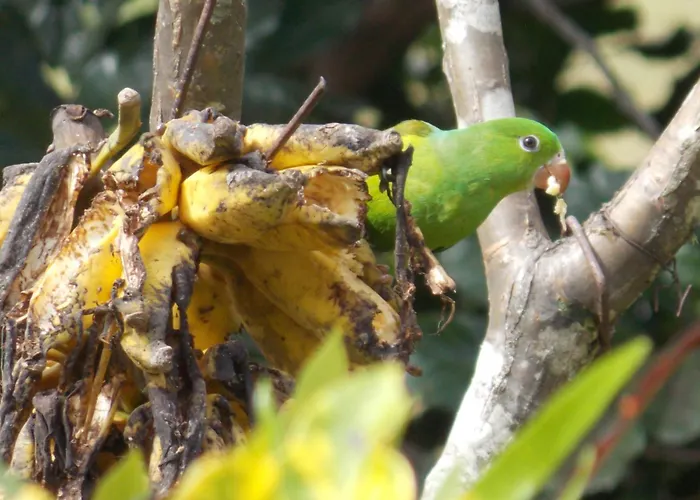 Pousada Maritacas Do Sana
